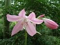 Crinum Pink_2 